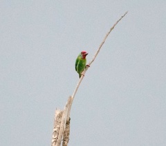 Psilopogon malabaricus