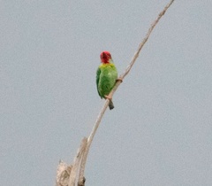 Psilopogon malabaricus