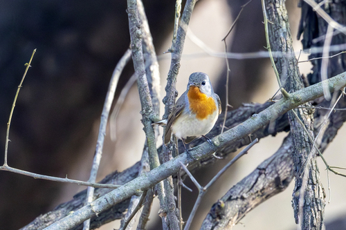 Red-breasted Flycatcher (Ficedula parva), photo 4