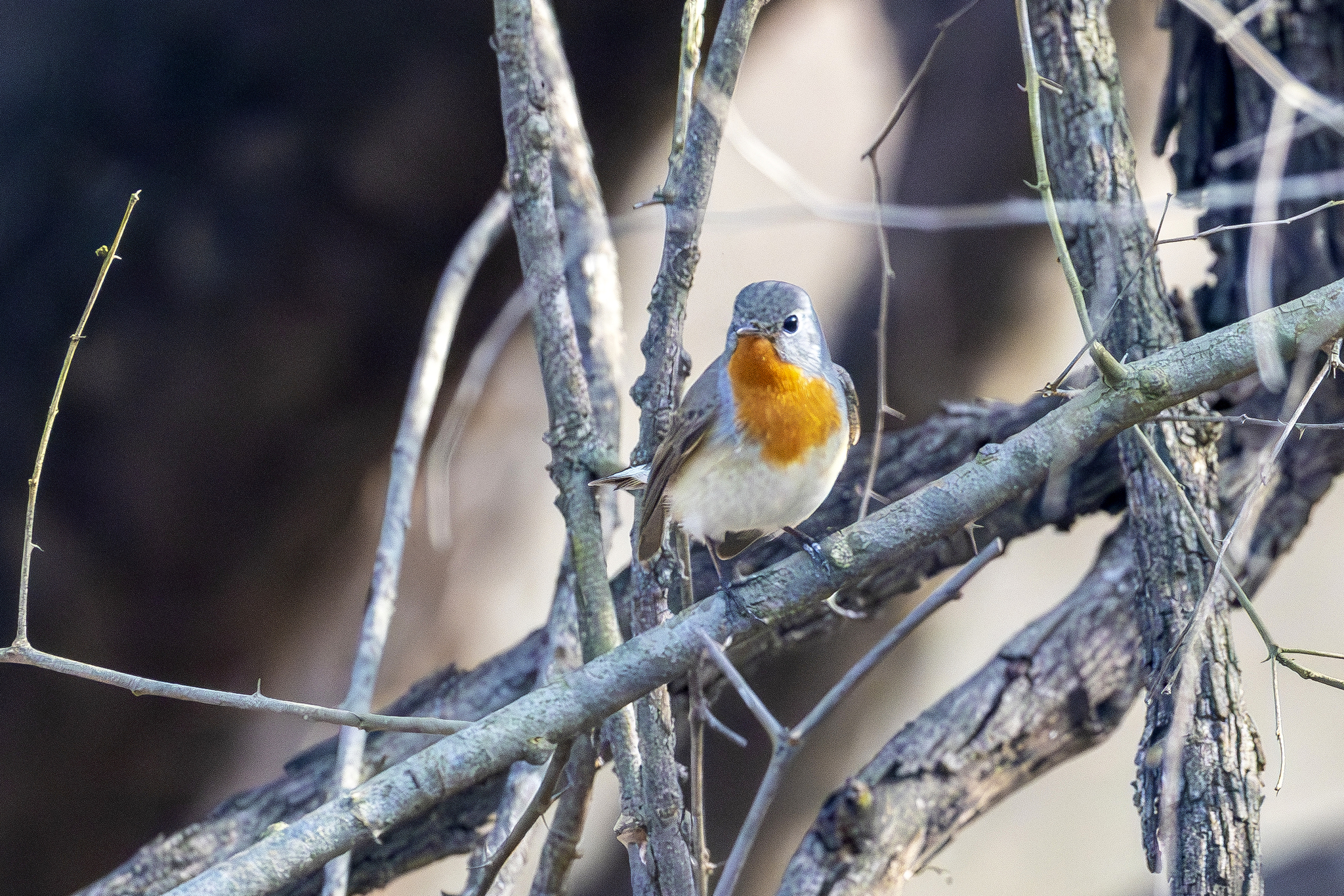 Red-breasted Flycatcher (Ficedula parva), photo 4