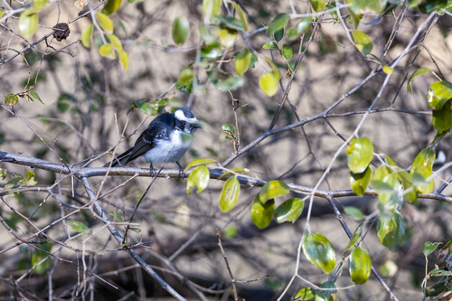 White-browed Fantail (Rhipidura aureola), photo 3