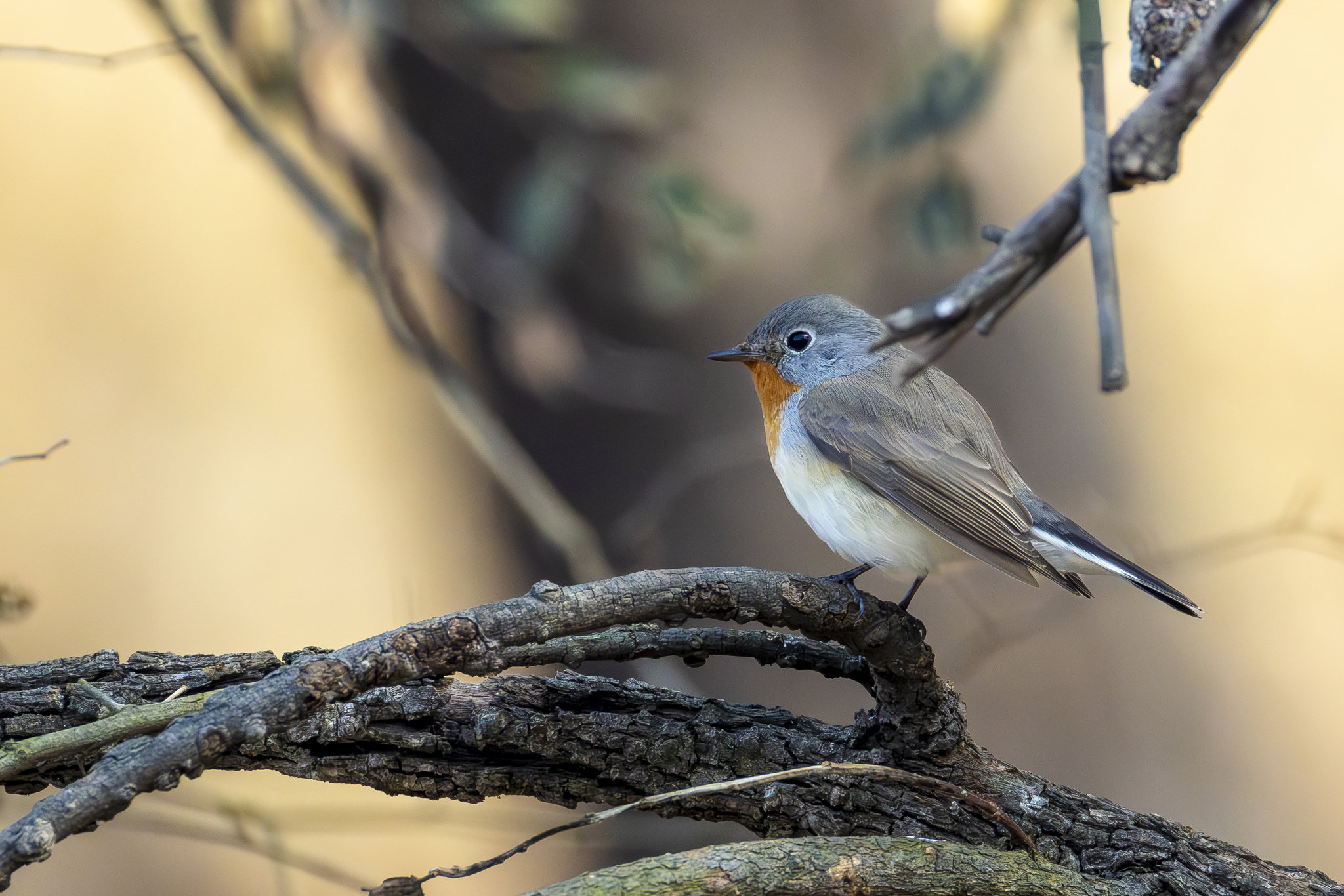 Red-breasted Flycatcher (Ficedula parva), photo 3