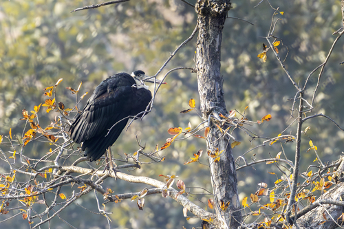 Asian Woolly-necked Stork (Ciconia episcopus), photo 9