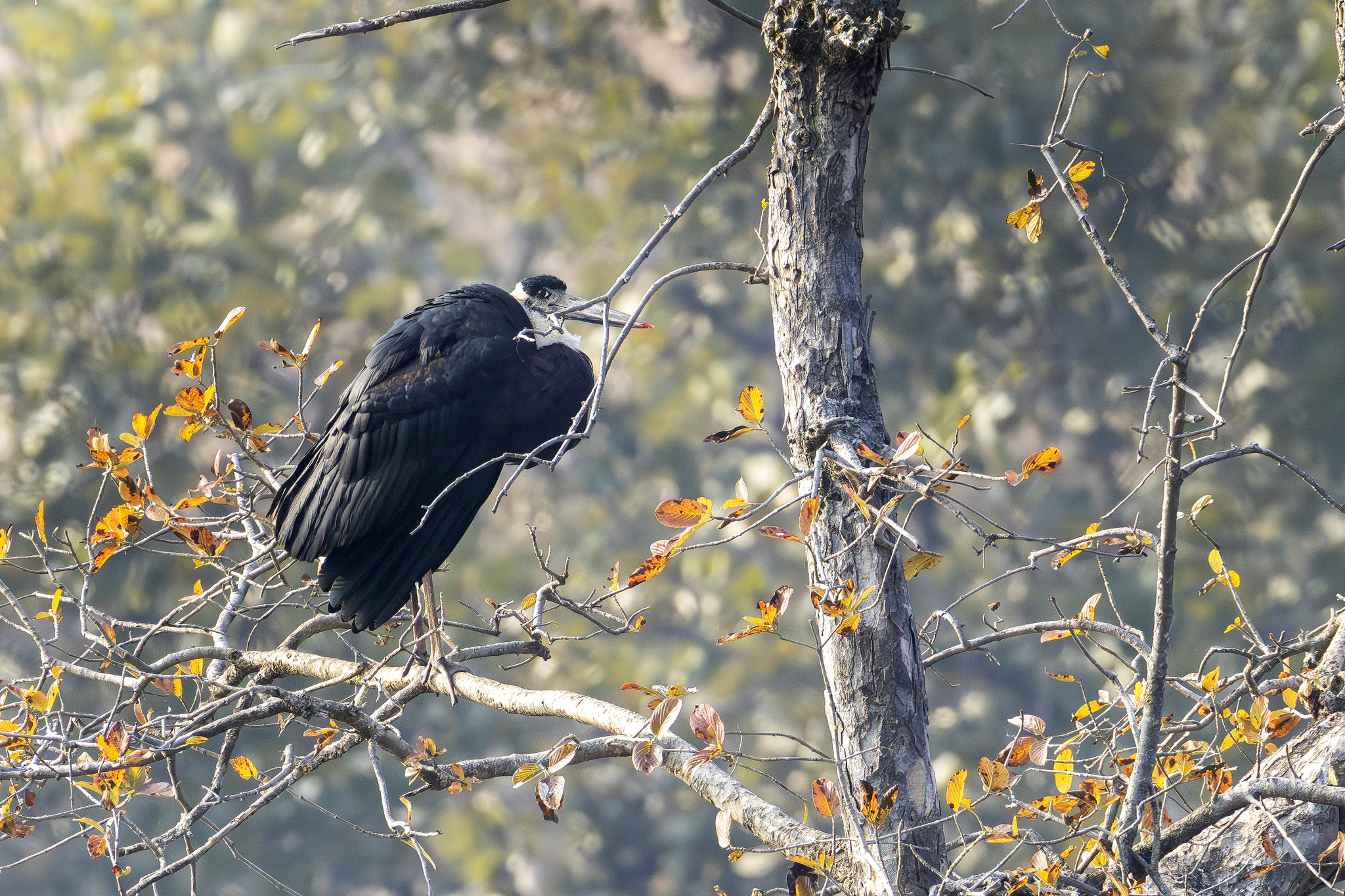 Asian Woolly-necked Stork (Ciconia episcopus), photo 8