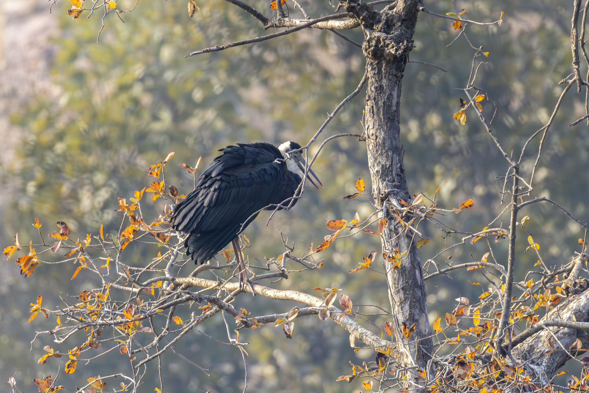 Asian Woolly-necked Stork (Ciconia episcopus), photo 9