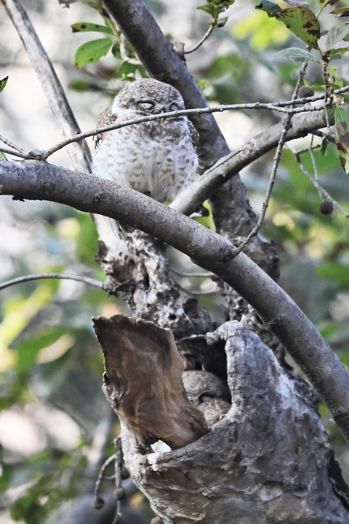Spotted Owlet (Athene brama), photo 7