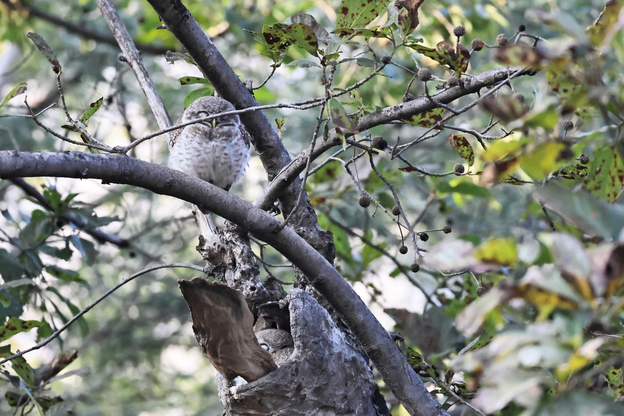 Spotted Owlet (Athene brama), photo 8