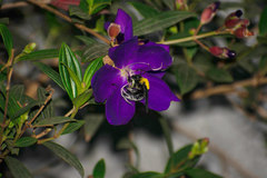 Xylocopa ruficornis