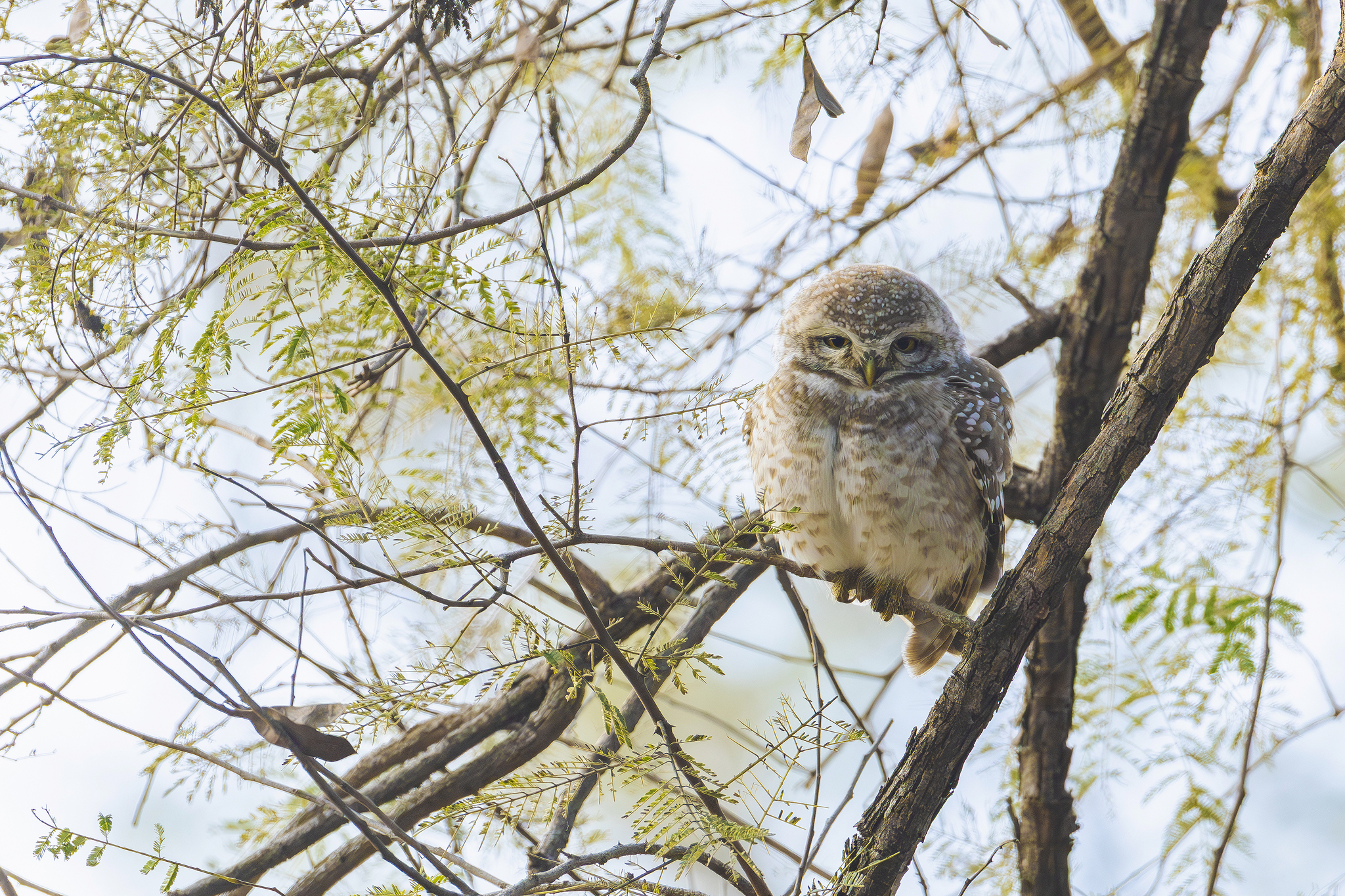Spotted Owlet (Athene brama), photo 5