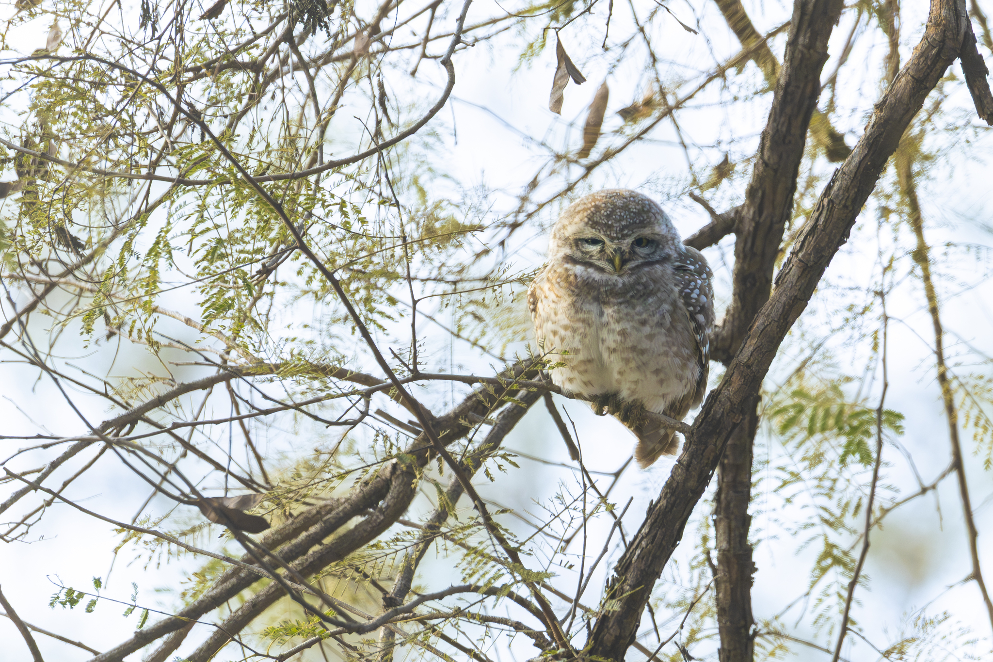 Spotted Owlet (Athene brama), photo 6