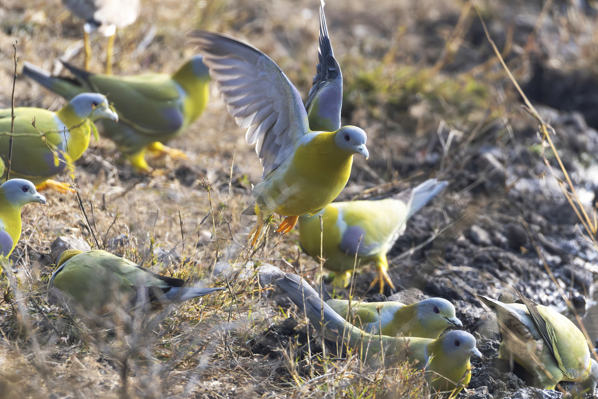 Yellow-footed Green Pigeon (Treron phoenicopterus), photo 5
