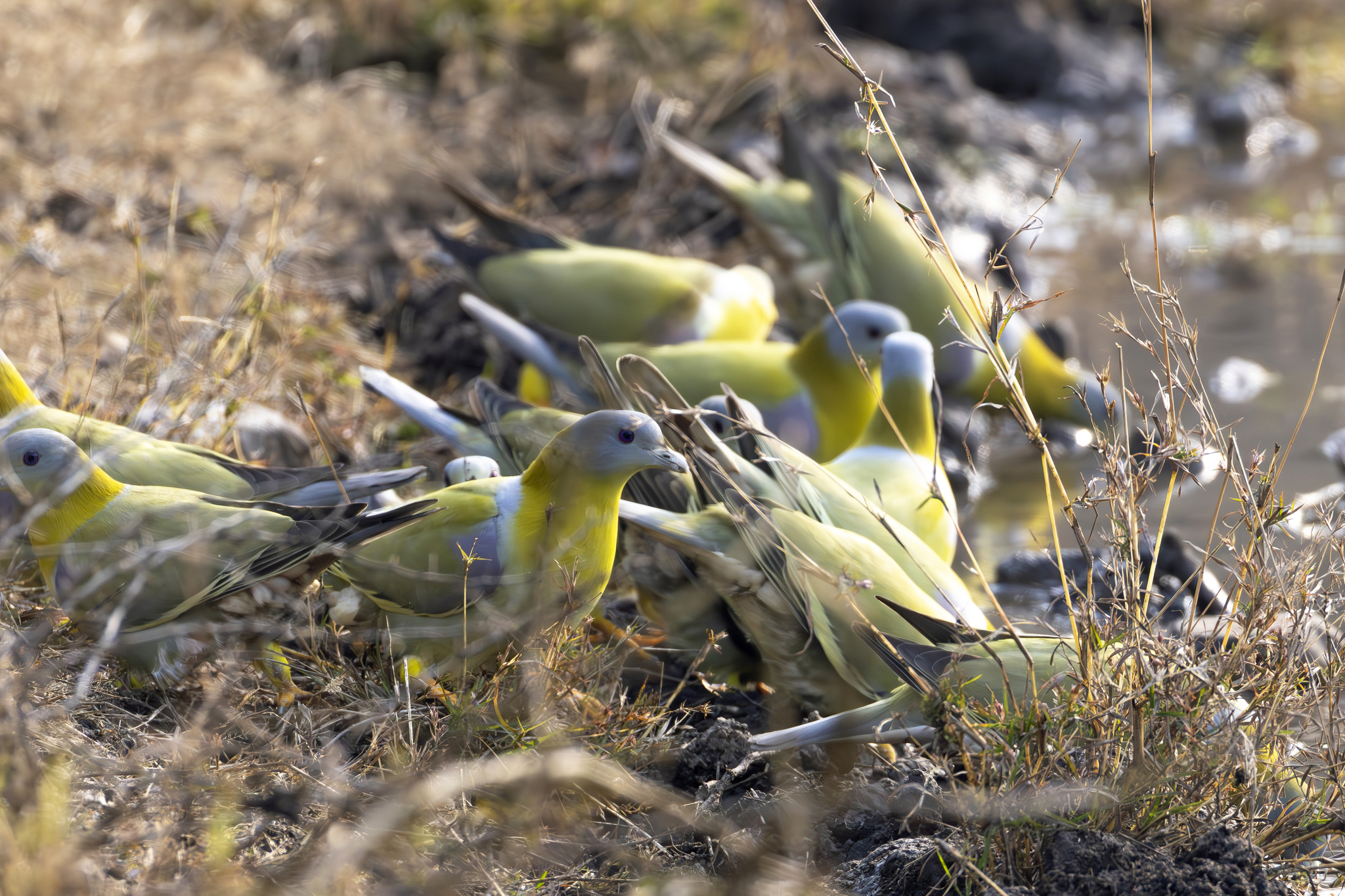 Yellow-footed Green Pigeon (Treron phoenicopterus), photo 3