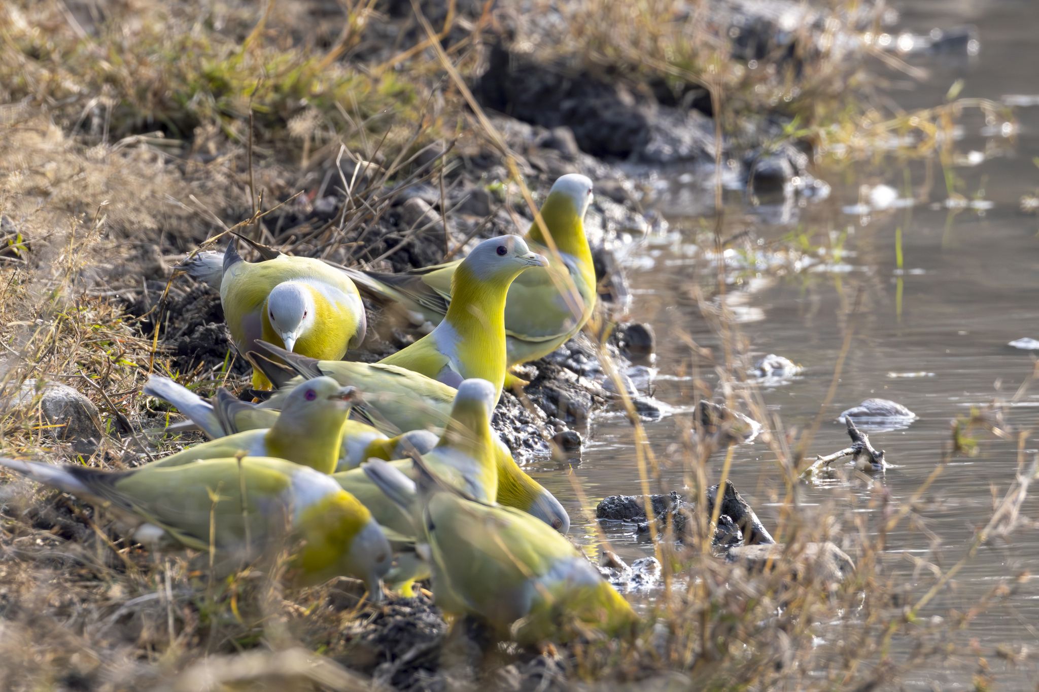 Yellow-footed Green Pigeon (Treron phoenicopterus), photo 4