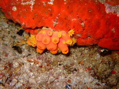 Tubastraea
