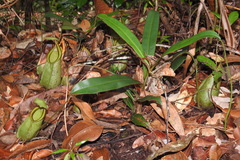 Nepenthes hirsuta