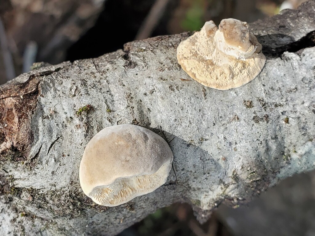 Tyromyces chioneus · March 2026 · photo: © arlenedevitt (iNaturalist, cc-by)