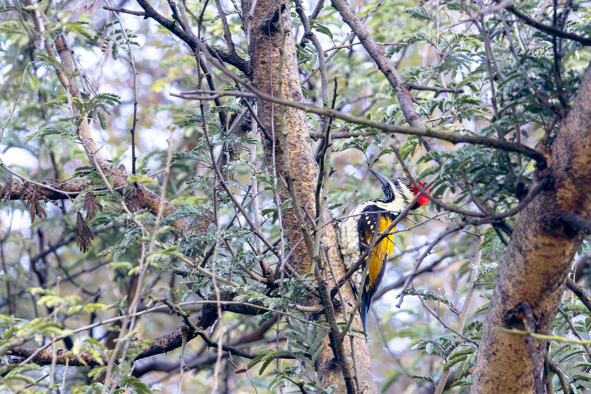 Black-rumped Flameback (Dinopium benghalense), photo 5