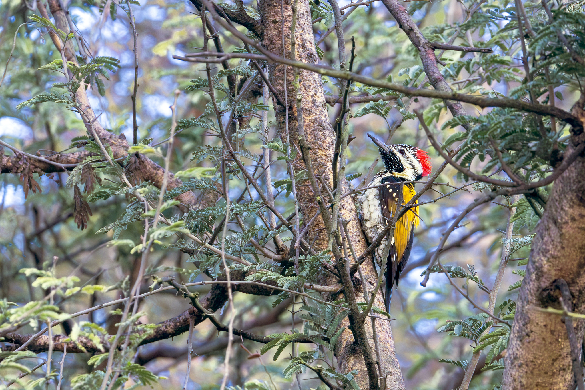 Black-rumped Flameback (Dinopium benghalense), photo 4