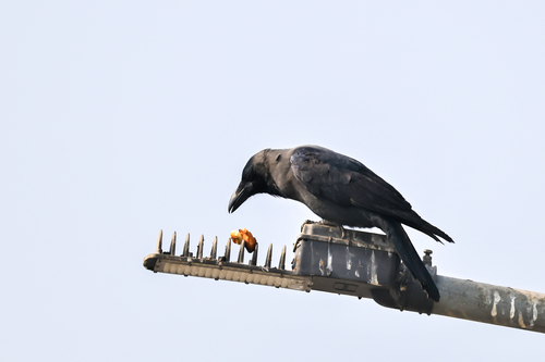 House Crow