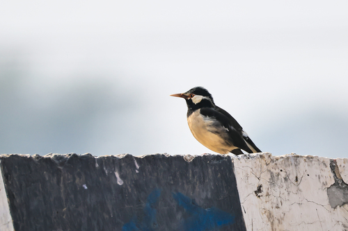 Indian Pied Starling