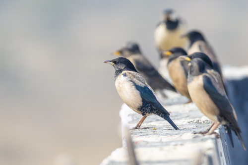 Rosy Starling