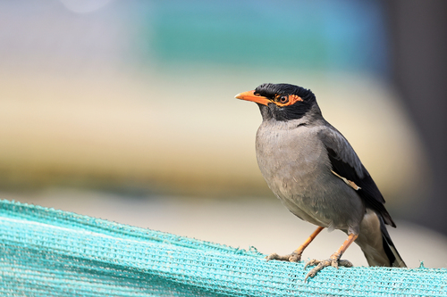 Bank Myna