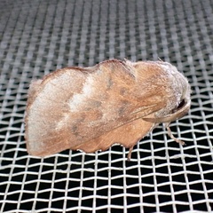 Phyllodesma americana