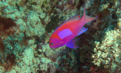 Pseudanthias pleurotaenia