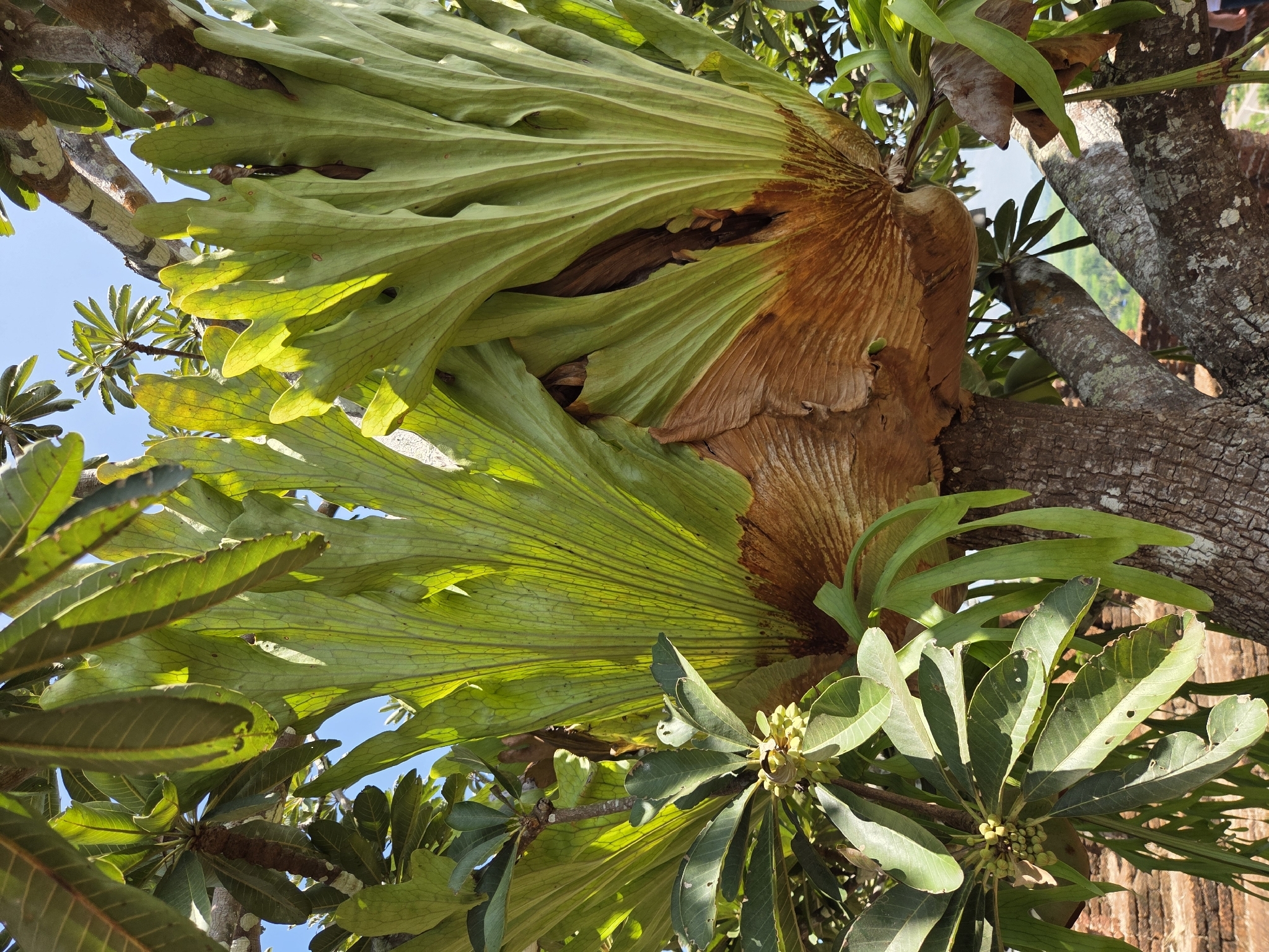 Elkhorn Fern (Platycerium coronarium)