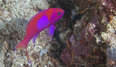 Pseudanthias pleurotaenia