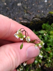 Draba verna