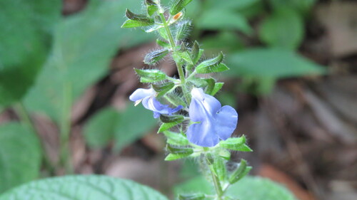 bitter Mexican sage (Salvia amarissima)