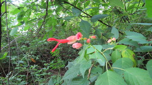 Salvia sessei