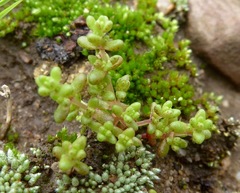 Crassula connata