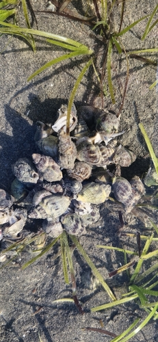 Cominella glandiformis
