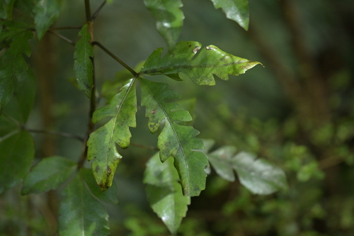 Raukawa (Raukaua edgerleyi)
