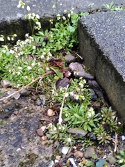 Draba verna