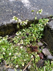 Draba verna