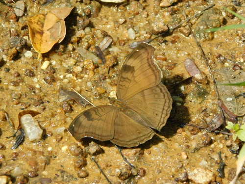 Photo of Chocolate Pansy (Junonia iphita)