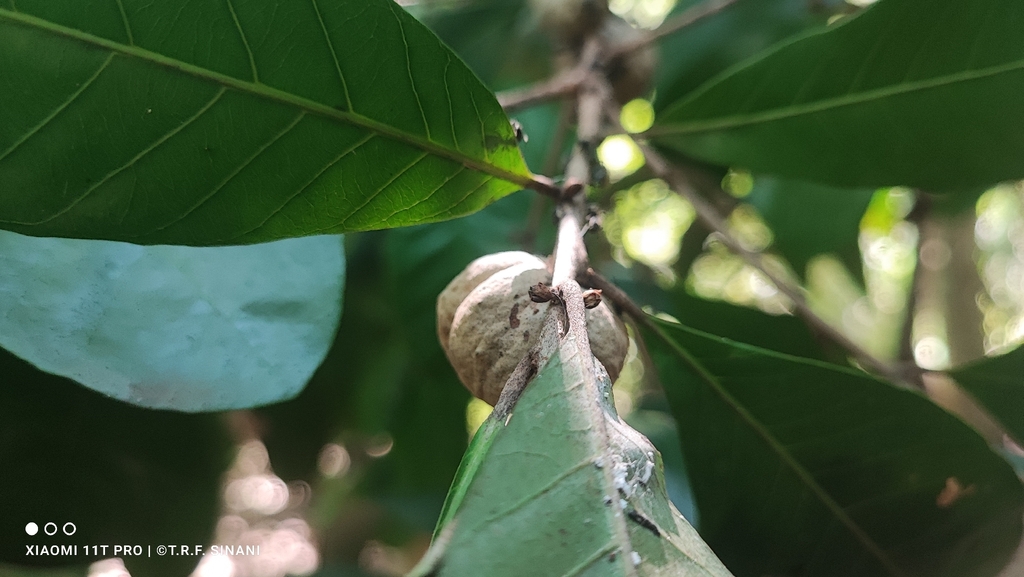 Foto de abiurana