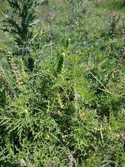 Ambrosia tenuifolia