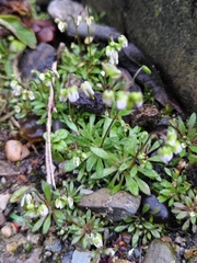 Draba verna
