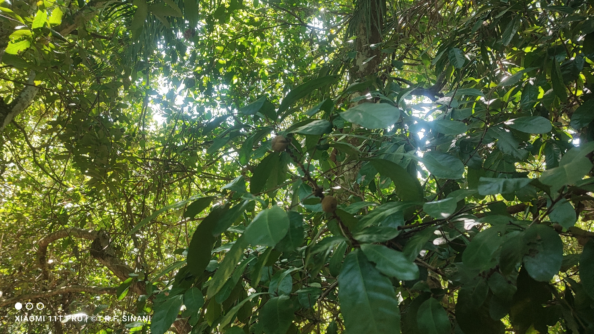 Imagem de abiurana