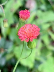 Emilia fosbergii image