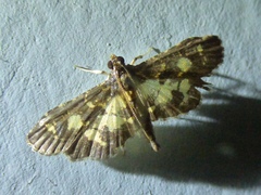 Eurrhyparodes bracteolalis