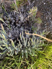 Dudleya attenuata