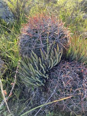 Dudleya attenuata