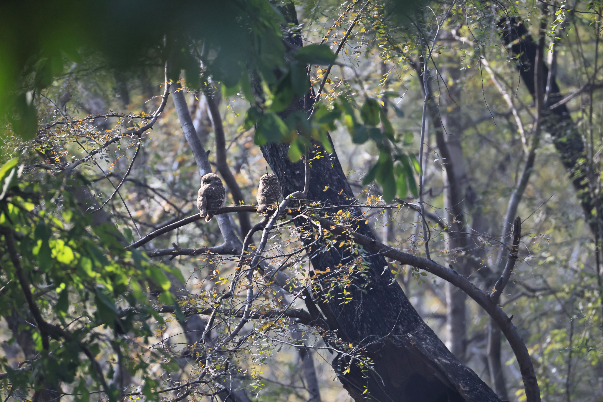 Spotted Owlet (Athene brama), photo 9