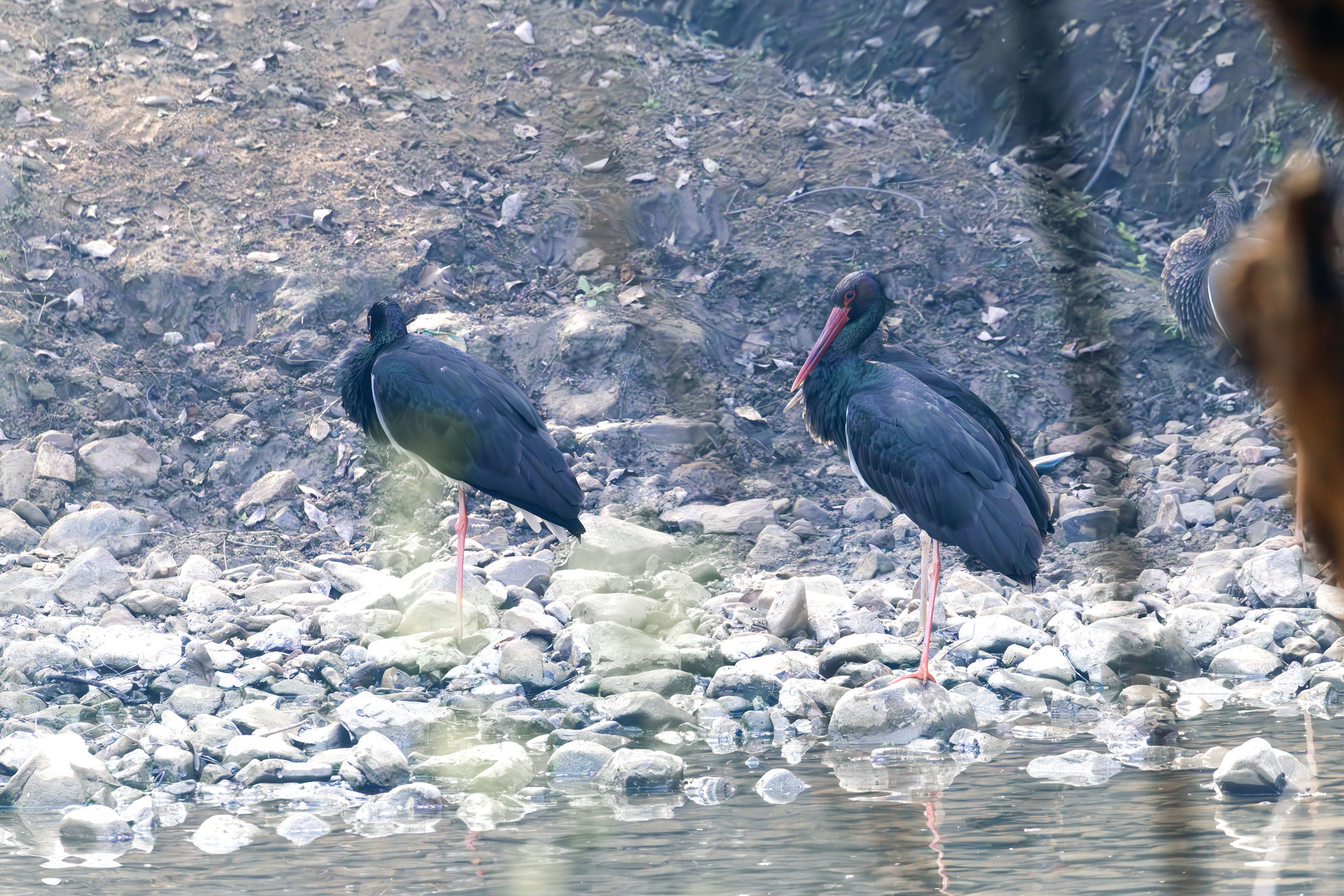 Black Stork (Ciconia nigra), photo 4