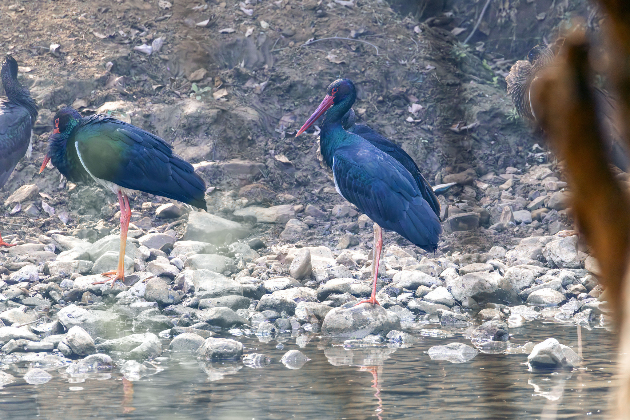 Black Stork (Ciconia nigra), photo 3